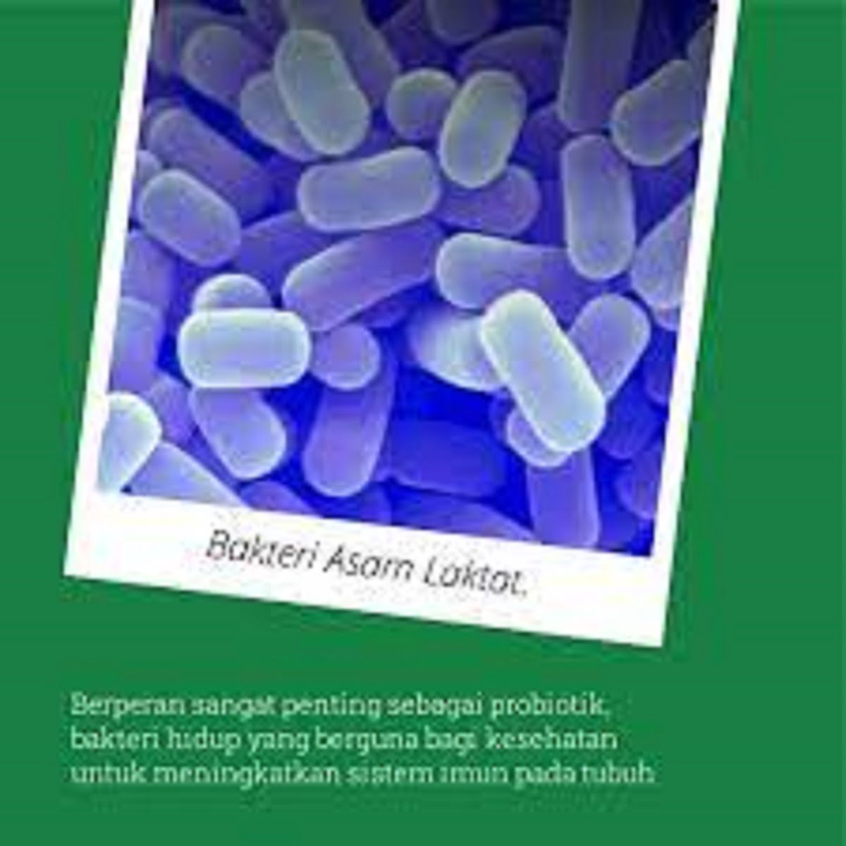 Bakteri asam laktat