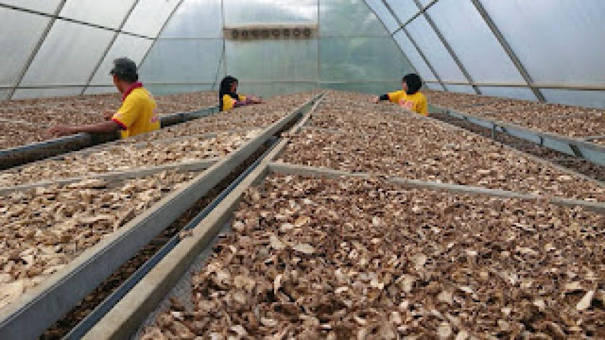 Ladang untuk cara merawat tanaman jahe dari rumah