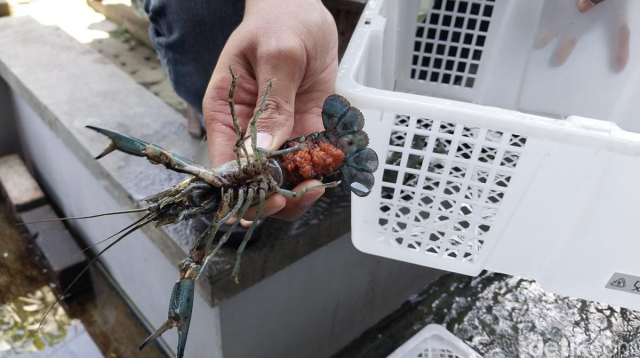 Apa saja cara membedakan lobster jantan dan betina